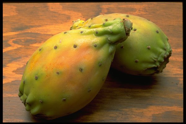 332056 Cactus Pear A4 Photo Print
