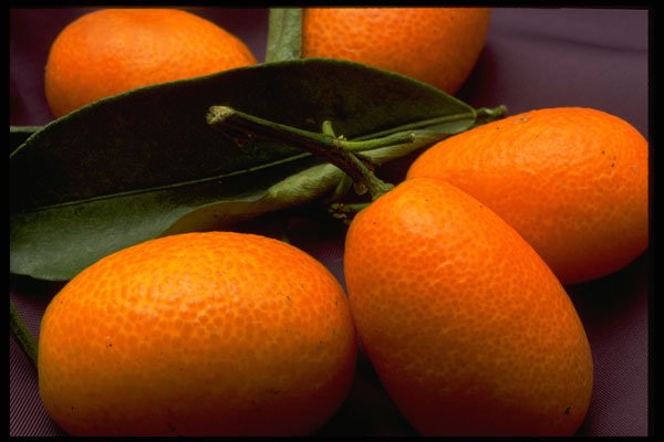 332058 Kumquats A4 Photo Print