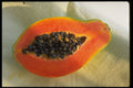 332069 Center Mango A4 Photo Print