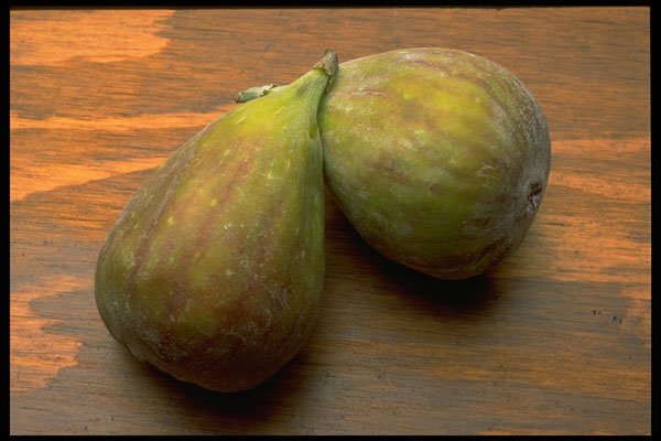 332071 Tender Fig A4 Photo Print