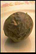332076 Whole Passion Fruits A4 Photo Print