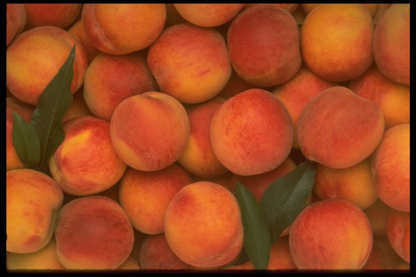 332087 Peach Background A4 Photo Print