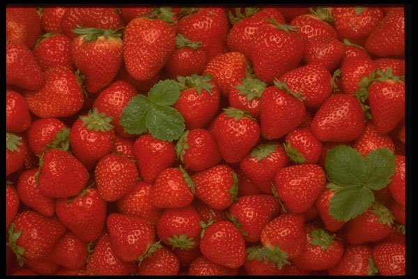 332088 Strawberries Galore A4 Photo Print