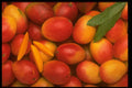 332090 Mango Red A4 Photo Print