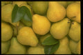 332091 Pile Of Pears A4 Photo Print