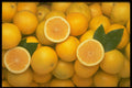 332092 Grapefruit Halves A4 Photo Print