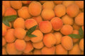 332093 Apricots A4 Photo Print