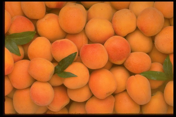 332093 Apricots A4 Photo Print