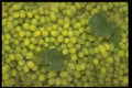 332094 Georgeous Grapes A4 Photo Print
