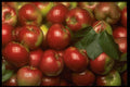 332096 Shiny Red Apples A4 Photo Print
