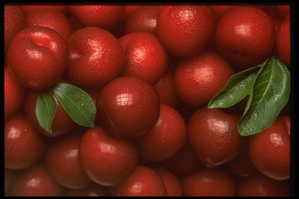 332099 Plum Perfect A4 Photo Print