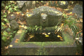 334001 Nikko turtle Basin Among Fallen Leaves A4 Photo Print