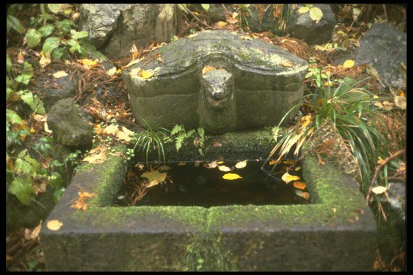 334001 Nikko turtle Basin Among Fallen Leaves A4 Photo Print