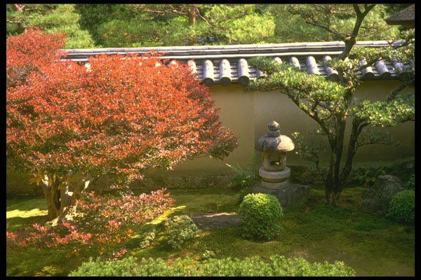 334005 Kyoto temple Garden With Red Maple Tree A4 Photo Print