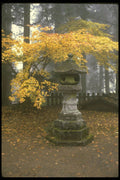 334008 Nikko lantern Shrouded In Mist With Yellow Leaves A4 Photo Print