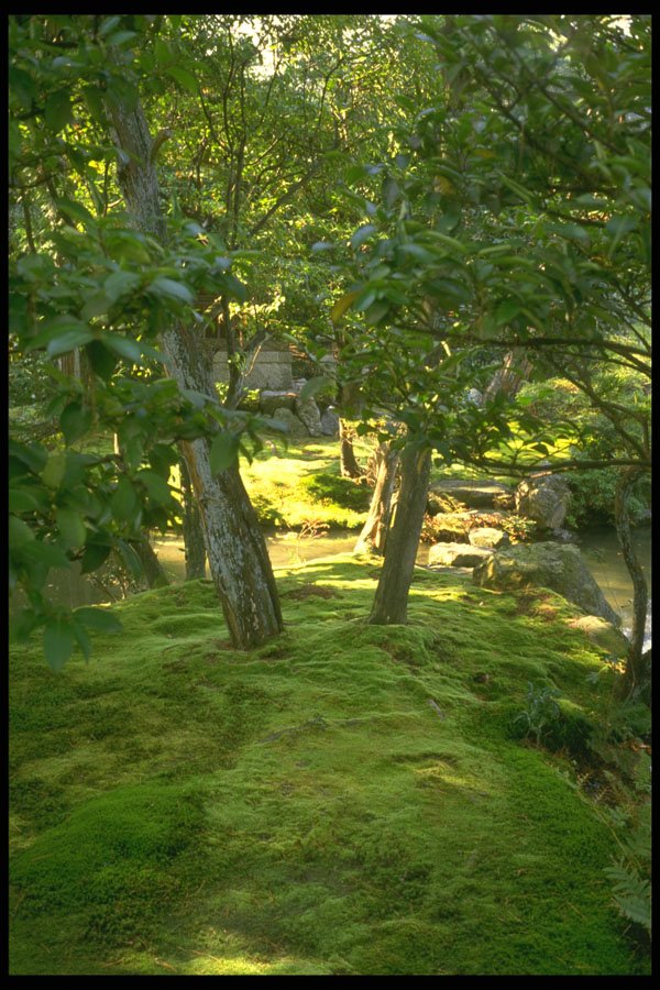 334010 Kyoto moss Among Tree Trunks A4 Photo Print