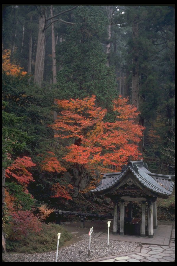 334019 Nikko pavilion Under Red Maple And Cypresses A4 Photo Print