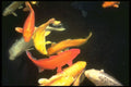 334024 Kyoto Koi A4 Photo Print