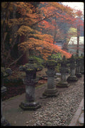 334032 Nikko row Of Lanterns Under Autumnal Trees A4 Photo Print