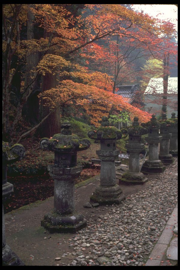 334032 Nikko row Of Lanterns Under Autumnal Trees A4 Photo Print