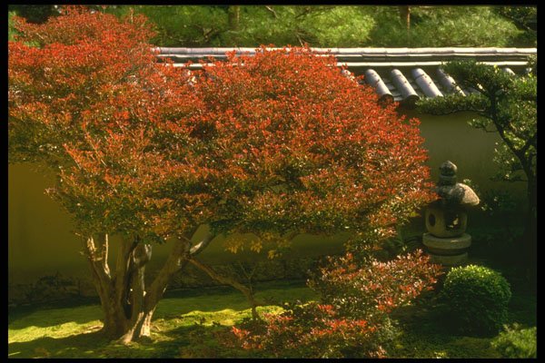 334040 Kyoto lantern With Large Red Japanese Maple Tree A4 Photo Print