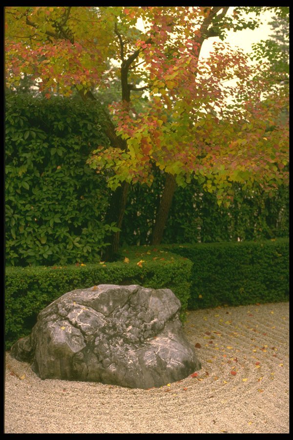 334052 Kyoto temple Garden Rock With Yellow Maple A4 Photo Print