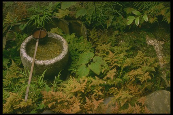 334073 Stone Basin With Ferns A4 Photo Print