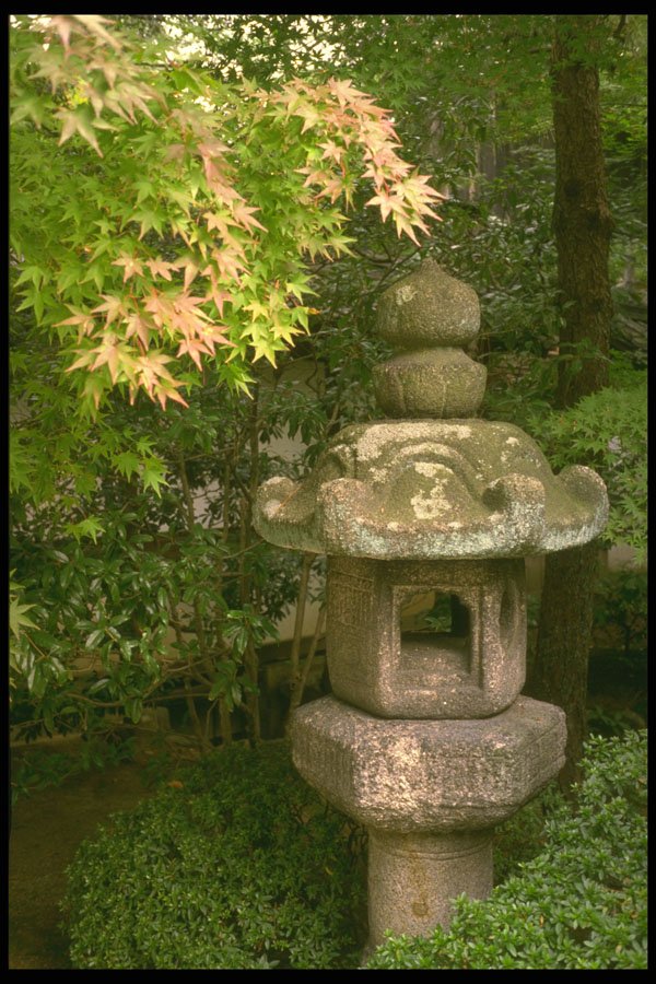 334080 Stone Lantern Under Maple A4 Photo Print
