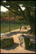 334085 Takamatsu Ritsurin Park, Large Tree On Shore With Rocks A4 Photo Print