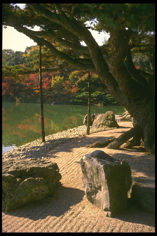 334085 Takamatsu Ritsurin Park, Large Tree On Shore With Rocks A4 Photo Print