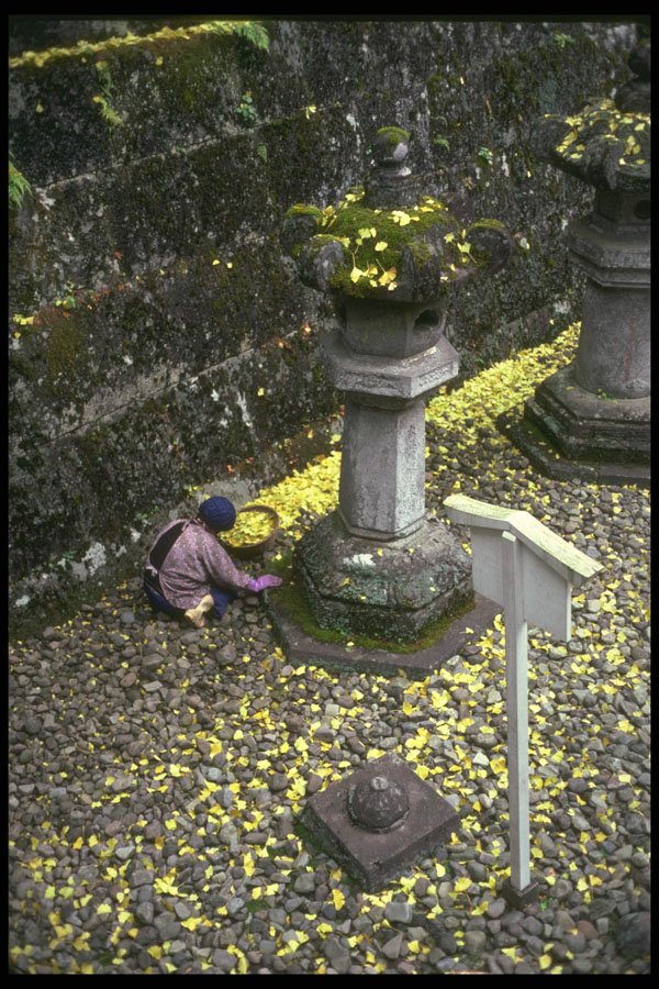 334087 Nikko woman Cleaning Leaves Off Stones A4 Photo Print