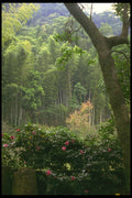 334095 Kagoshima Iso Park, Bamboo Trees And Roses A4 Photo Print