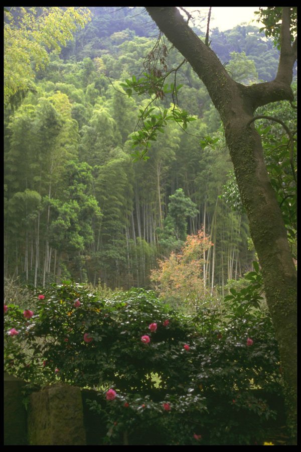 334095 Kagoshima Iso Park, Bamboo Trees And Roses A4 Photo Print