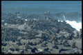 335000 More Than 100,000 Fur Seals Congregate On Cape Cross A4 Photo Print
