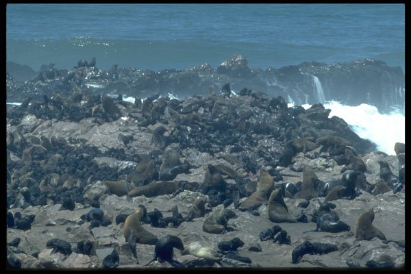 335000 More Than 100,000 Fur Seals Congregate On Cape Cross A4 Photo Print