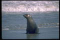 335001 Cape Fur Seals A4 Photo Print