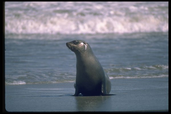 335001 Cape Fur Seals A4 Photo Print