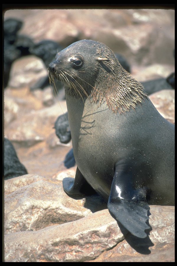335002 Cape Fur Seal A4 Photo Print