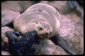 335006 Mother Identifies Newborn Pups A4 Photo Print