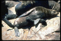 335007 Mother Identifies Newborn Pups A4 Photo Print