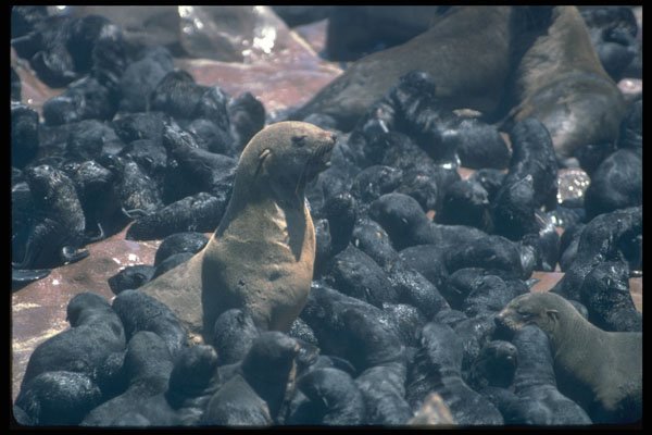 335008 Mother Identifies Newborn Pups A4 Photo Print