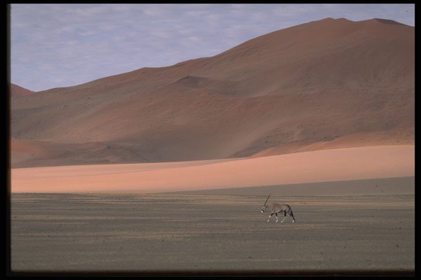 335012 Oryx Roams Dunes In Search Of Vegetation A4 Photo Print