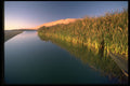 335015 Reeds In Sandwich Harbor's Lagoon A4 Photo Print