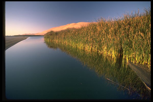 335015 Reeds In Sandwich Harbor's Lagoon A4 Photo Print