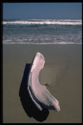 335016 Whale Bone Bleached By The Sea A4 Photo Print