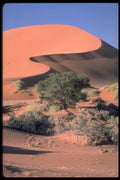 335026 Acacias A4 Photo Print