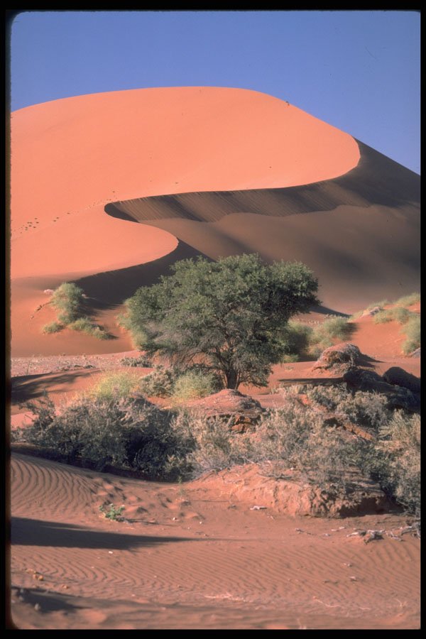 335026 Acacias A4 Photo Print