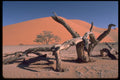335027 Ghostly Figures Created By Dying Trees A4 Photo Print
