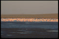 335030 Thousands Of Pink Flamingos A4 Photo Print