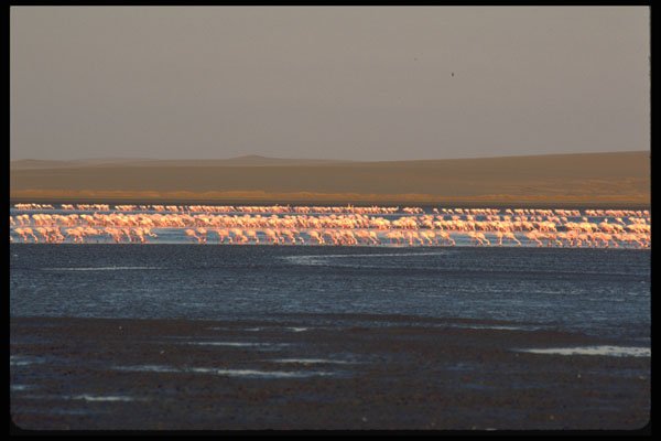 335030 Thousands Of Pink Flamingos A4 Photo Print